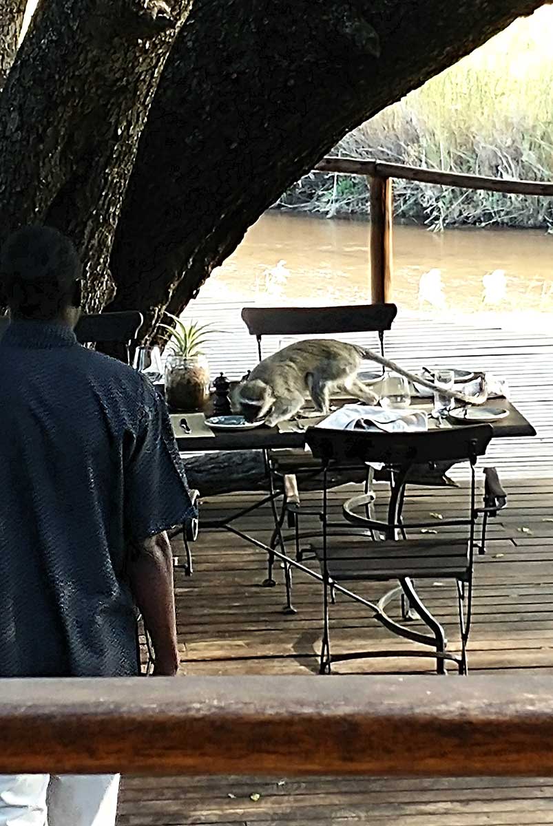 Monkey_breakfast